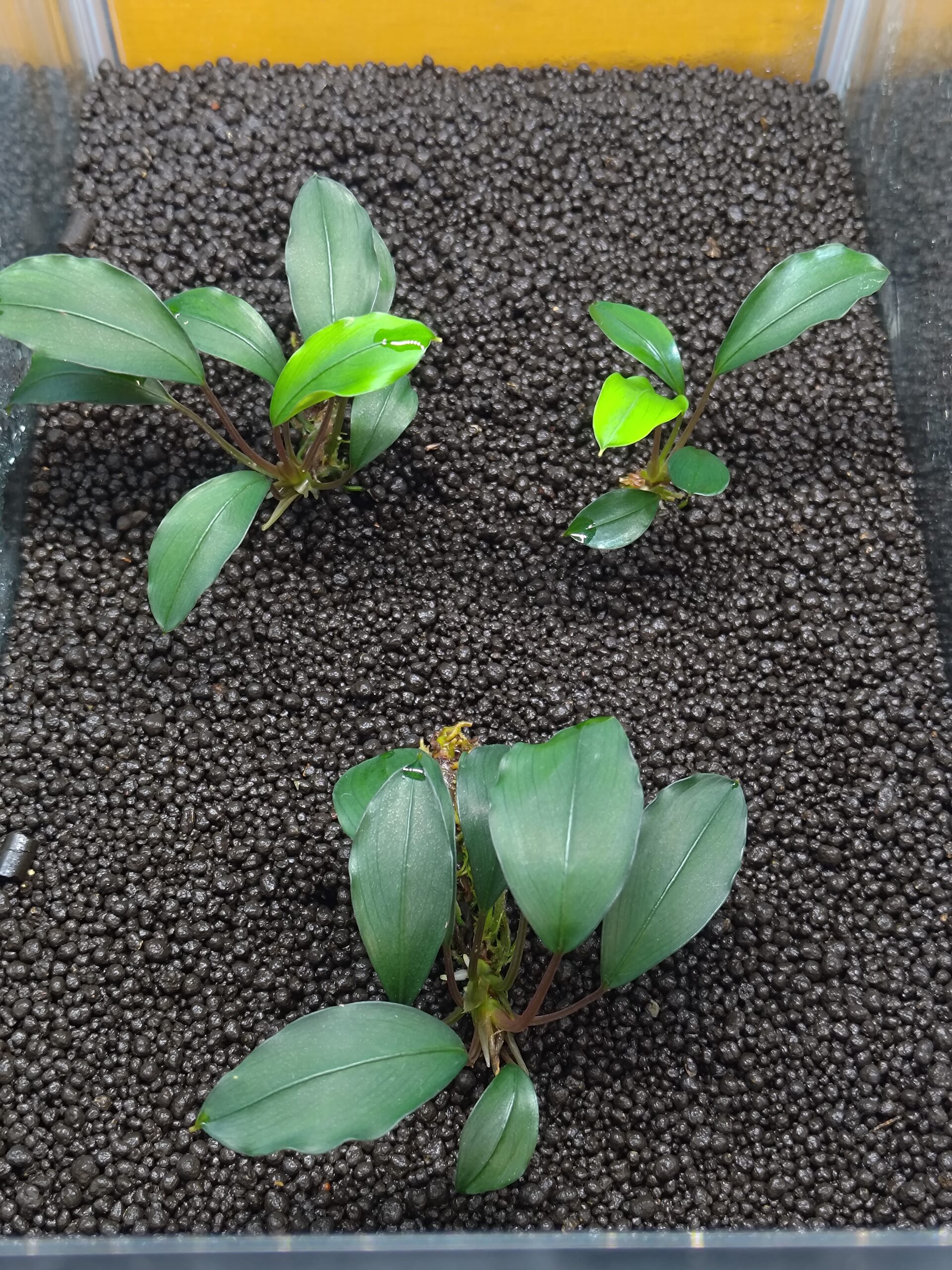 ディープブルー3株の新芽（水上化14日目）