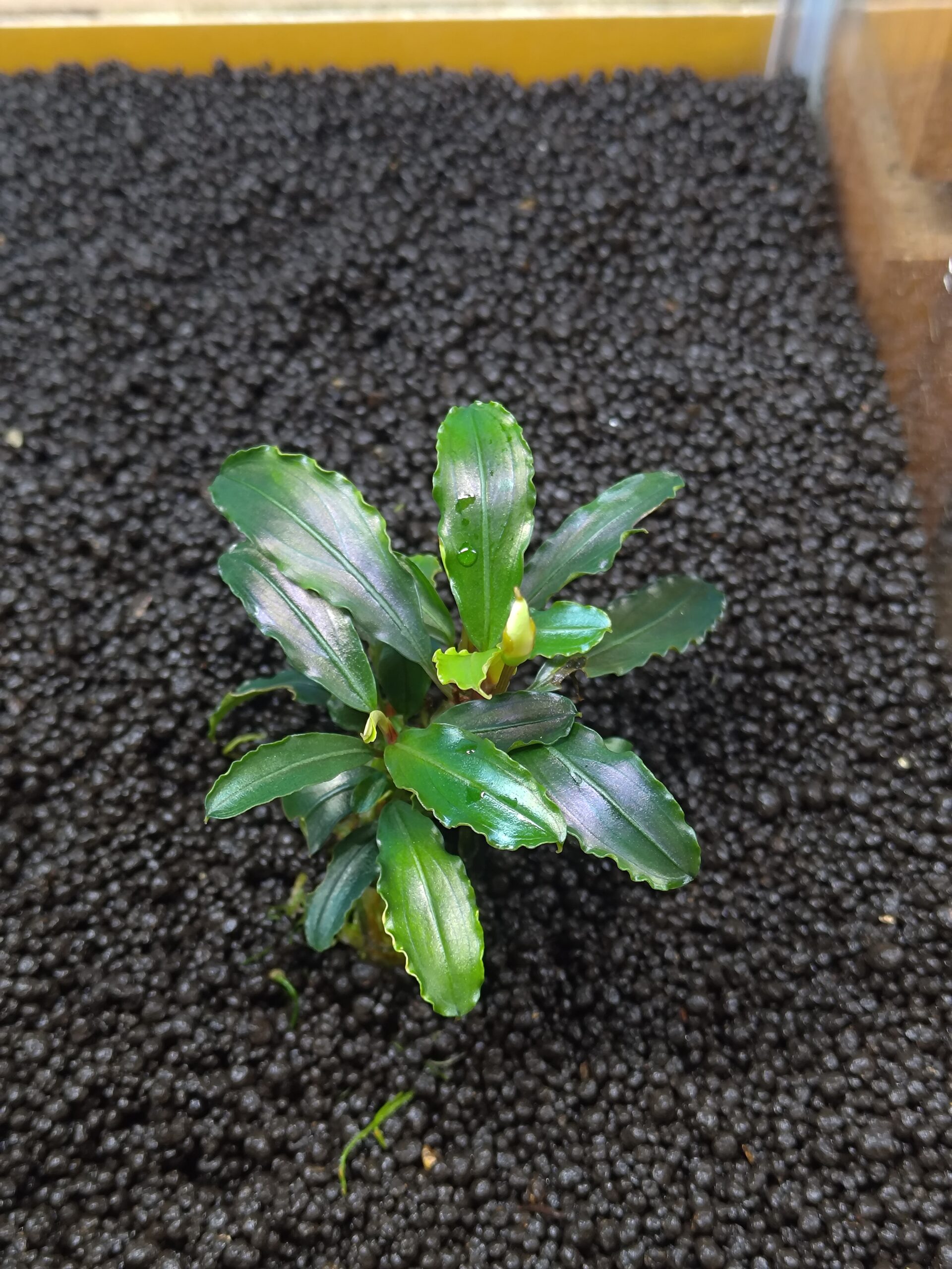 ブセファランドラ ティアグリーンの仏炎苞（開花）