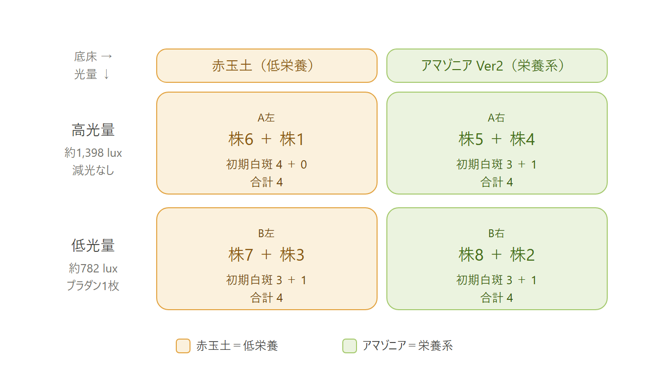 赤玉土×アマゾニア、高光量×低光量の2×2で各2株を配置。初期白斑スコアは全群で合計4にそろえた（実験F 割り付け図）