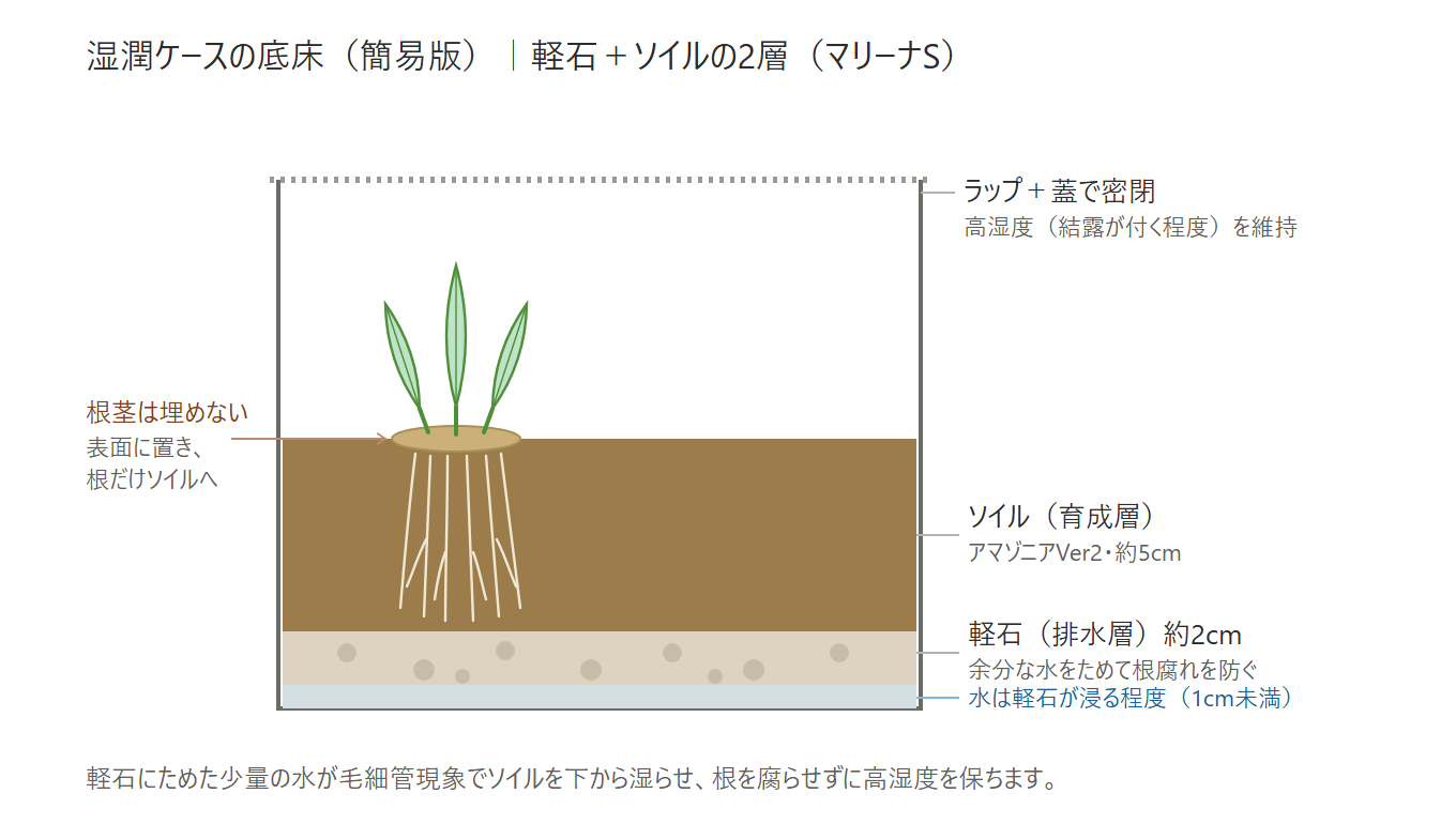 湿潤ケースの底床の簡易断面図。下から軽石（排水層・約2cm）＋少量の水、上にソイル（育成層・約5cm）。根茎は埋めず表面に置き、根だけをソイルに入れる