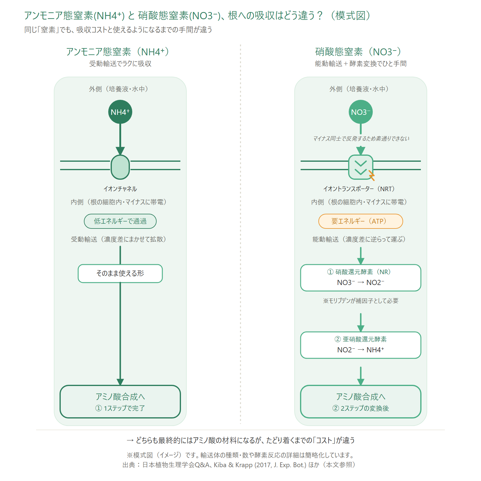 アンモニア態窒素(NH4+)はチャネルで受動輸送、硝酸態窒素(NO3-)はトランスポーターで能動輸送され体内で硝酸還元酵素によりアンモニアへ還元されてから使われる、という2つの経路を比較した模式図