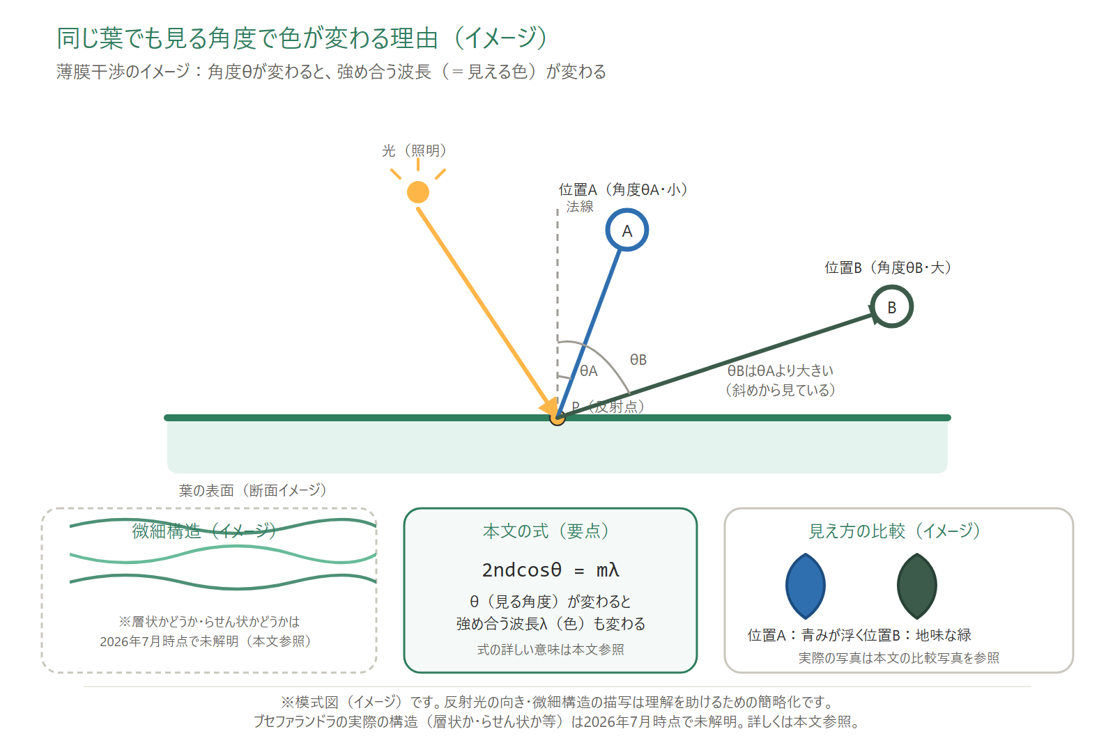 同じ葉でも見る角度によって青く見えたり地味な緑に見えたりする理由を示した模式図