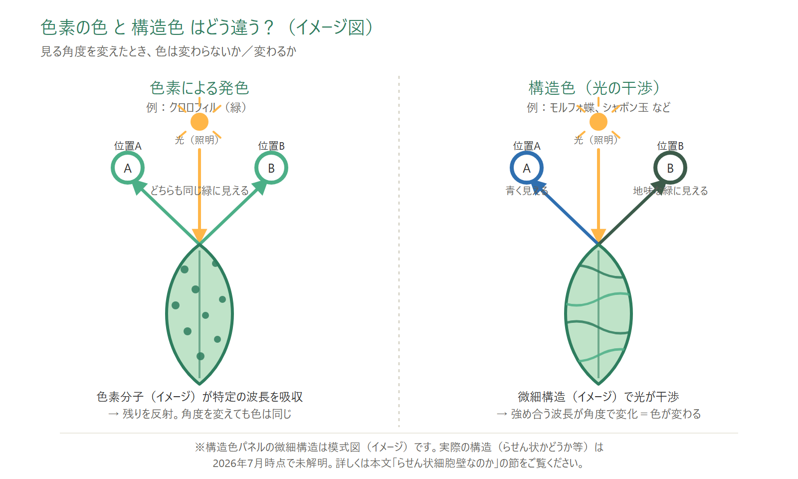 色素の色（角度で変わらない）と構造色（角度で変わる）の違いを示した模式図