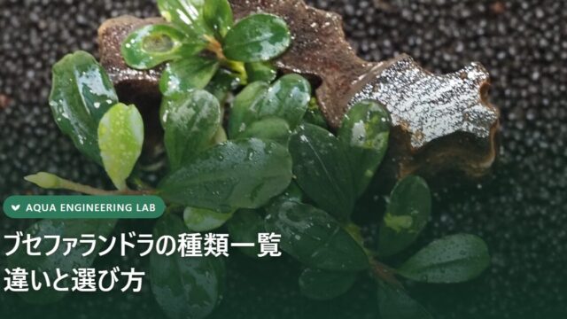 湿潤ケース紹介｜私のブセファランドラ育成環境をすべて公開 | Aqua