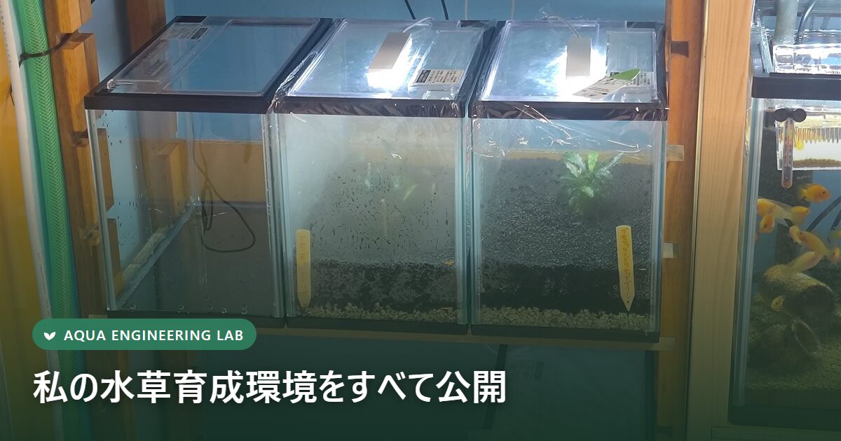 湿潤ケース紹介｜私のブセファランドラ育成環境をすべて公開 | Aqua