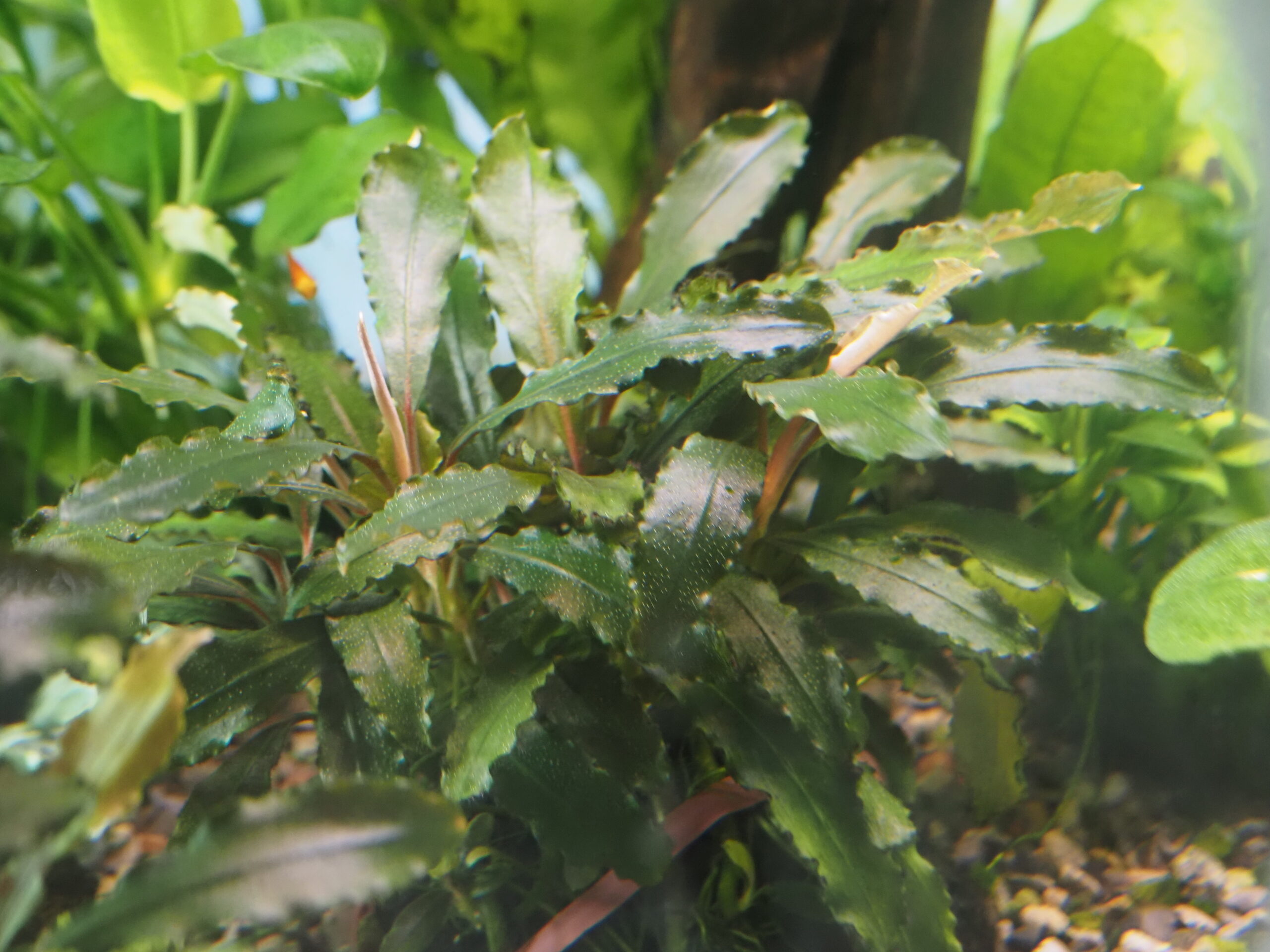 水槽で育てているビブリスの水中葉。葉の縁のフリルと、赤みのある葉柄が見える（2026年9月撮影）