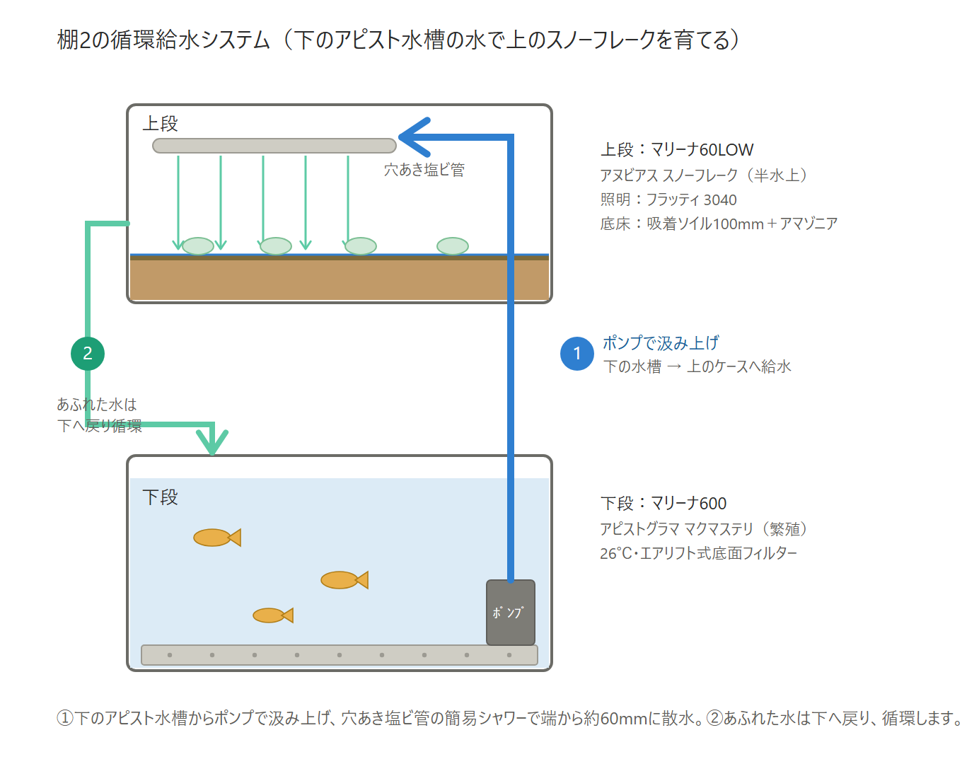 棚2の循環給水システムの断面図。下のアピスト水槽からポンプで汲み上げ、穴あき塩ビ管の簡易シャワーでスノーフレークに散水し、あふれた水は下へ戻って循環する