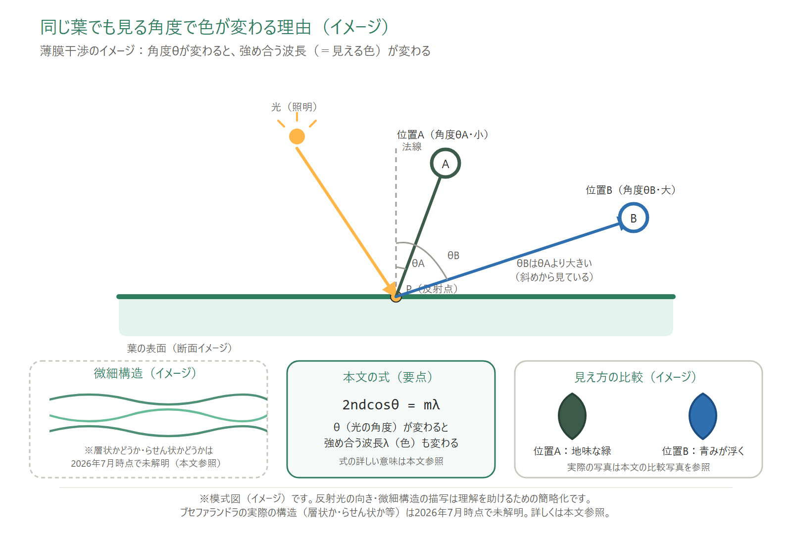 同じ葉でも見る角度によって青く見えたり地味な緑に見えたりする理由を示した模式図